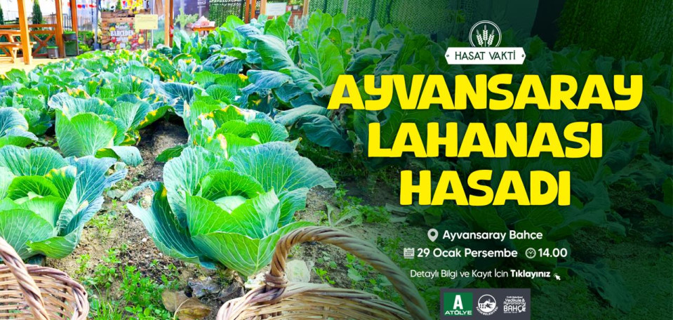 Ayvansaray Lahanası Hasadı Ayvansaray Lahanası Hasadı