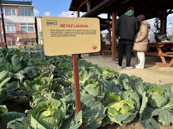 Ayvansaray Bahçe'de Beyaz Lahana Hasadı Başladı