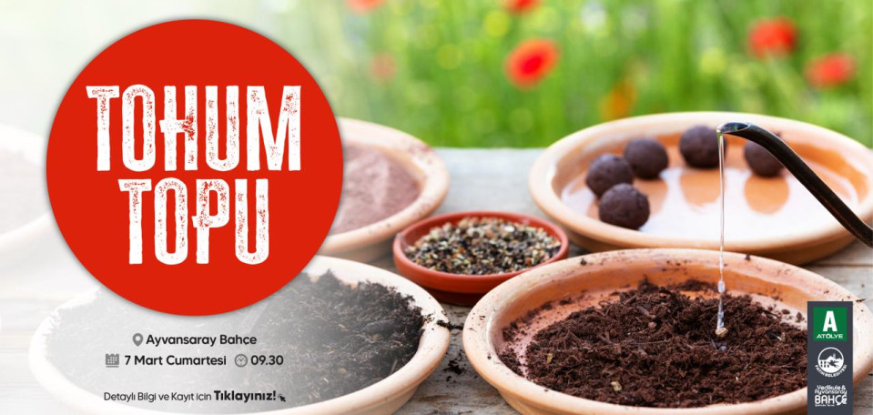 Tohum Topu Tohum Topu