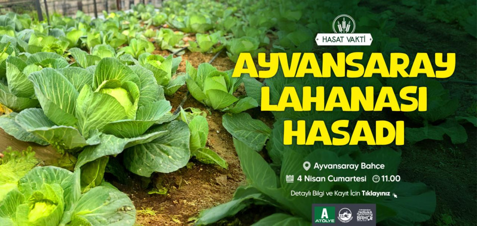 Ayvansaray Lahanası Hasadı Ayvansaray Lahanası Hasadı