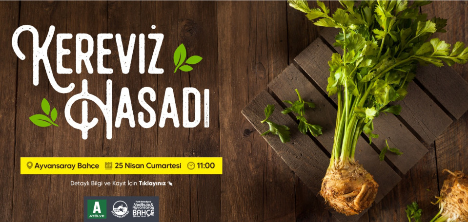 Kereviz Hasadı Kereviz Hasadı