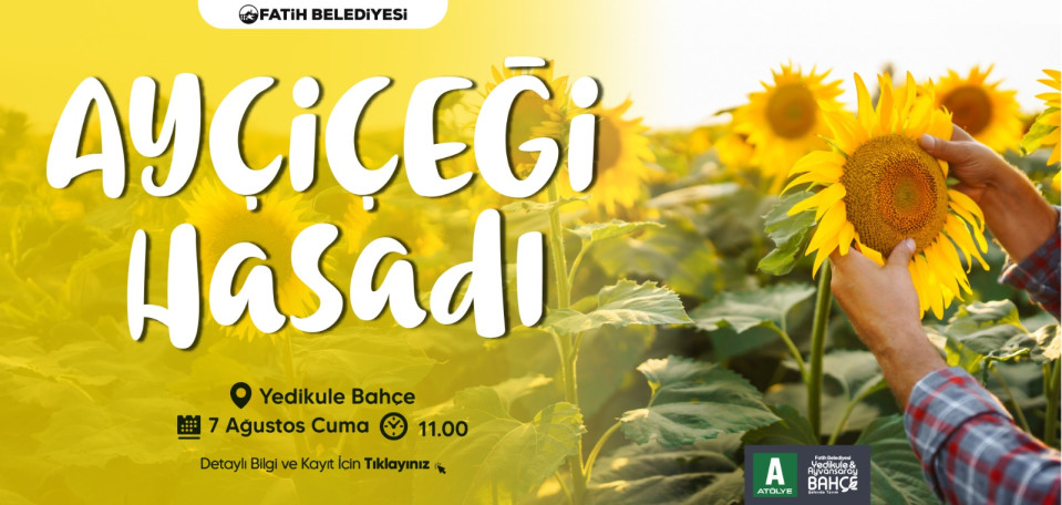 Ayçiçeği Hasadı Ayçiçeği Hasadı